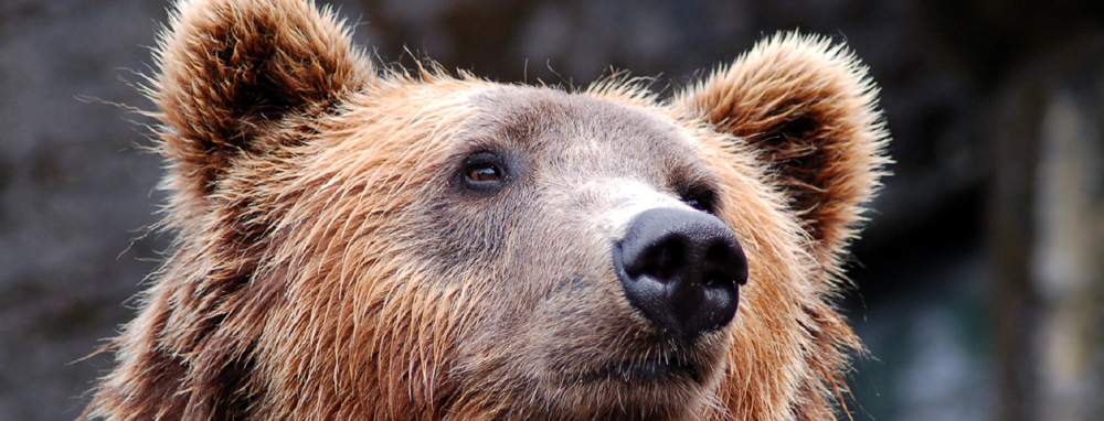 braunbär lh