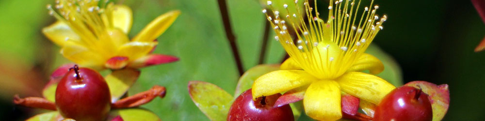 Johanniskrautblüte ls